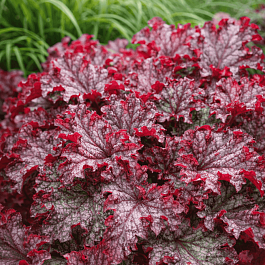 Гейхера Can Can