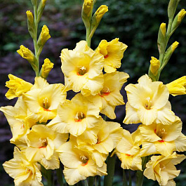 Гладиолус крупноцветковый Аморе Гладиолус крупноцветковый Аморе