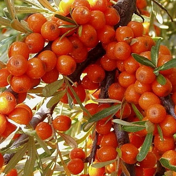 Облепиха Фрисдорфер Оранж
