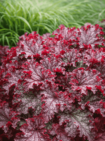 Гейхера Can Can