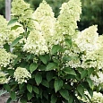 Гортензия метельчатая Magical Matterhorn