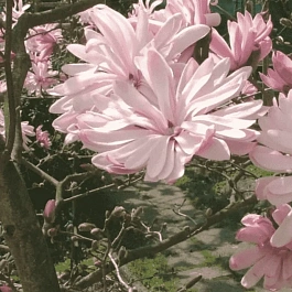 Магнолия звёздчатая Rosea