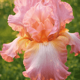 Ирис германский Pink Horizon