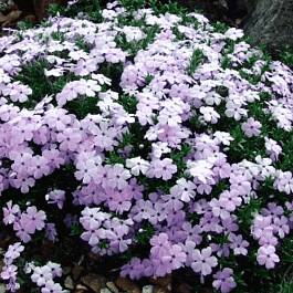 Флокс дугласа Lilac Cloud