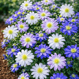 Анемона Double Blanda Mixed