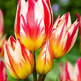 Тюльпан Tricolette
