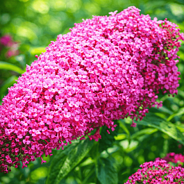 Буддлея давида Pink Delight