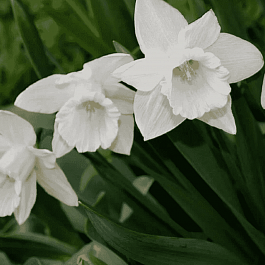 Нарцисс Mount Hood