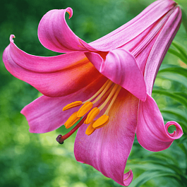 Лилия Pink Perfection