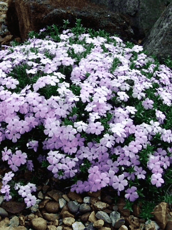 Флокс дугласа Lilac Cloud