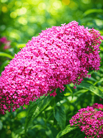 Буддлея давида Pink Delight