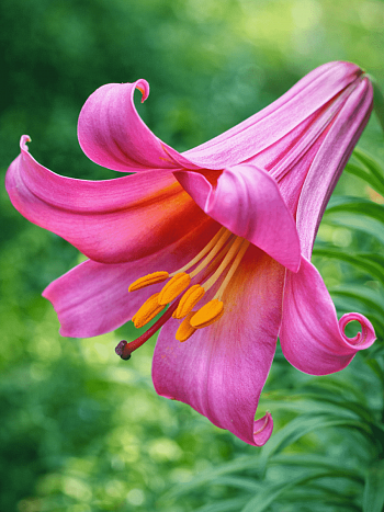 Лилия Pink Perfection