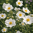 Анемона японская Honorine Jobert