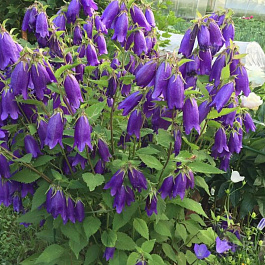 Колокольчик гибридный Сарасто