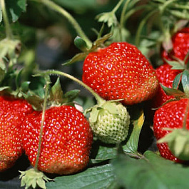 Земляника садовая Ренессанс