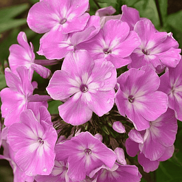 Флокс метельчатый Селена