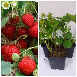 Земляника садовая Соната НАБОР 3ШТ