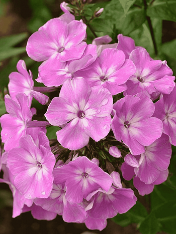 Флокс метельчатый Селена