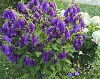 Колокольчик гибридный Сарасто Колокольчик гибридный Сарасто