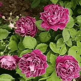 Роза Кустовая Baron Girod de l'ain