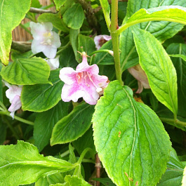 Вейгела цветущая Лайм Монстер Вейгела цветущая Лайм Монстер