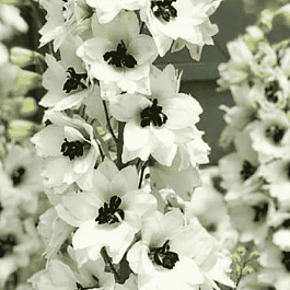 Дельфиниум Magic Fountain  White