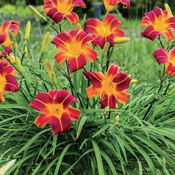 Лилейник гибридный ЭвериДейлили Ред Рибз