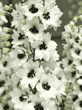 Дельфиниум Magic Fountain  White