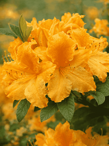 Азалия Goldpracht