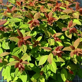 Спирея японская Green and Gold