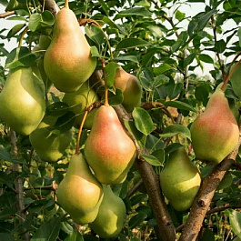 Груша плодовая Самарская красавица