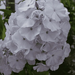 Флокс метельчатый Ладога