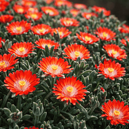 Делосперма Купера Jewel Grenade