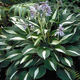 Хоста гибридная Риски Бизнес