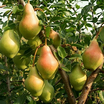 Груша плодовая Самарская красавица