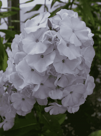 Флокс метельчатый Ладога