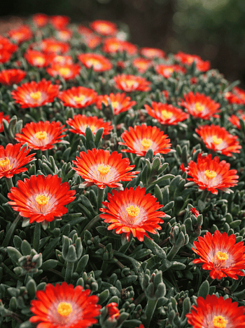 Делосперма Купера Jewel Grenade