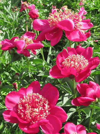 Пион травянистый Nippon Beauty