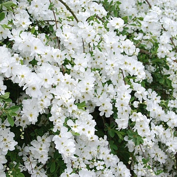 Экзохорда кистевая Magical Springtime