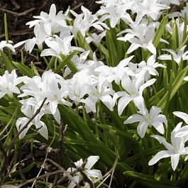 Хионодокса Alba