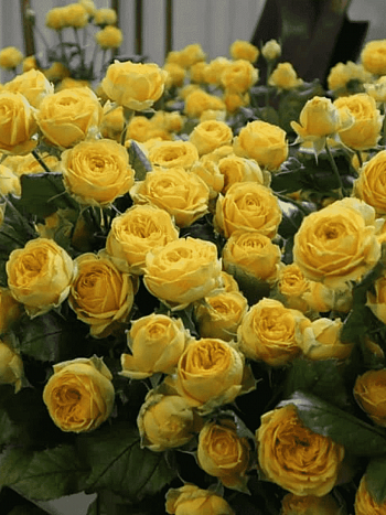 Роза спрей Luna Trendsetter