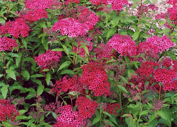 Спирея японская Дартс Ред