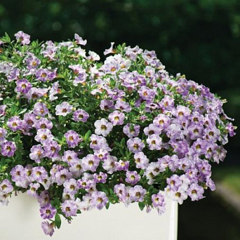 Калибрахоа Chameleon Lavender Sorbet