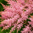 Астильба простолистная Sprite
