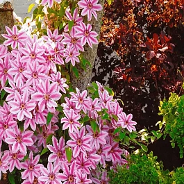 Клематис гибридный Nelly Moser