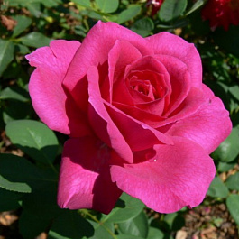 Роза чайно-гибридная Жорианда