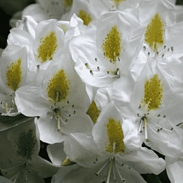 Рододендрон гибридный Madame Masson