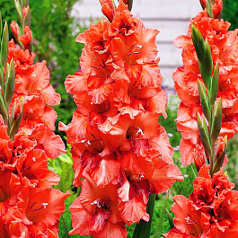 Гладиолус &quot;Огни Городов&quot; Омск