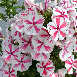 Флокс метельчатый Твистер