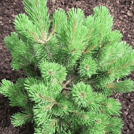 Сосна горная Mumpitz